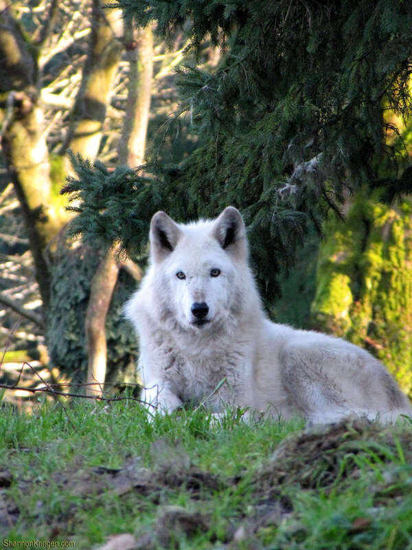 woodland park zoo seattle