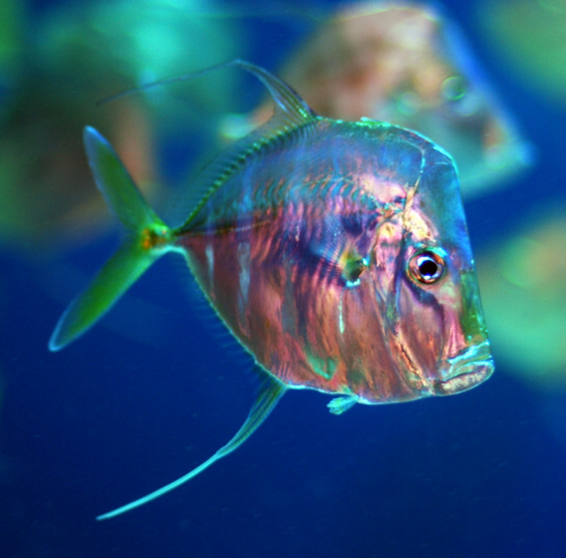 A Juvenile lookdown, Selar vomer, in a Newport aquarium. Colours are natural.