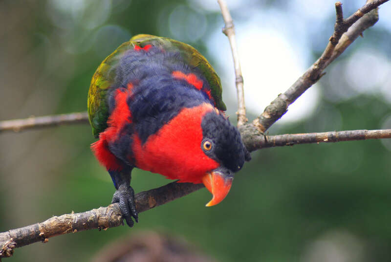 A Black-capped Lory at Cincinnati Zoo, Ohio, USA.