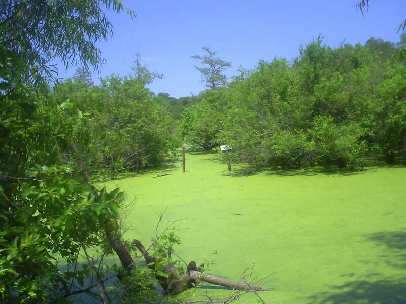 Lousiana Swamps -HWY 1