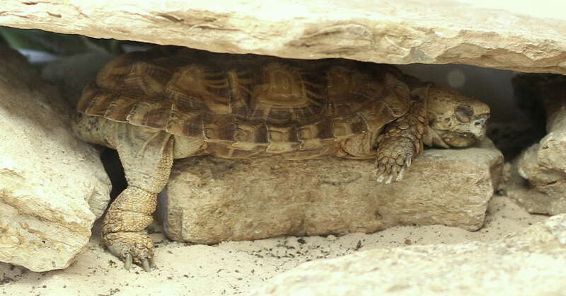 Pancake Tortoise - Malacochersus tornieri - taken at the Cincinnati Zoo.