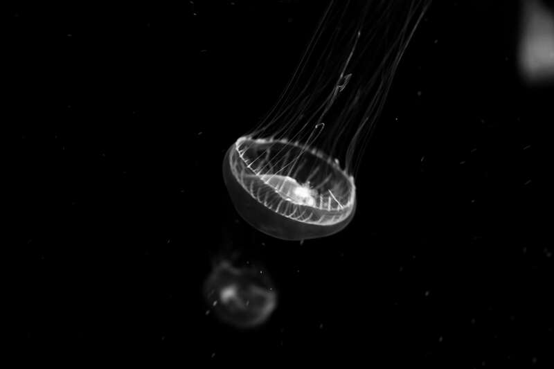 500px provided description: Moon Jellyfish (Aurelia aurita) [#animal ,#blackandwhite ,#moon jelly ,#Aurelia aurita]