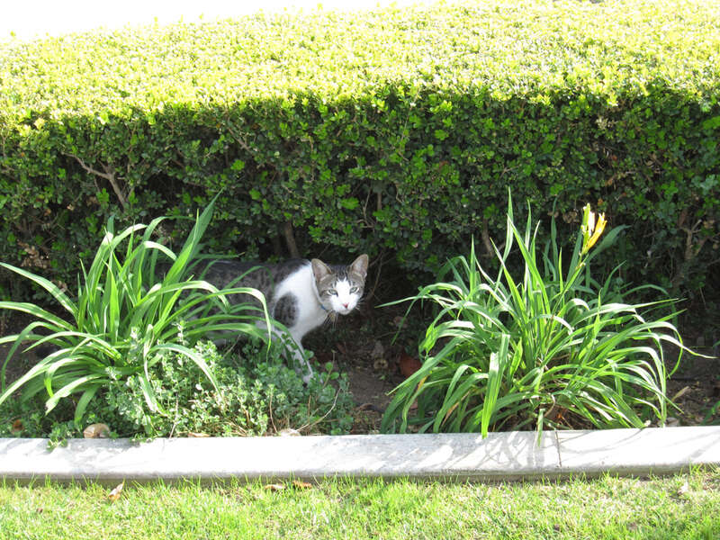 I don't know if the cat belongs here or to a neighbor. It does have a necklace with owner information, so it is not feral.