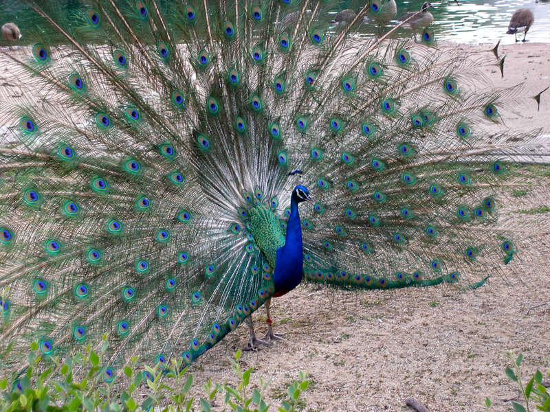 peacock, Brookfield Zoo
