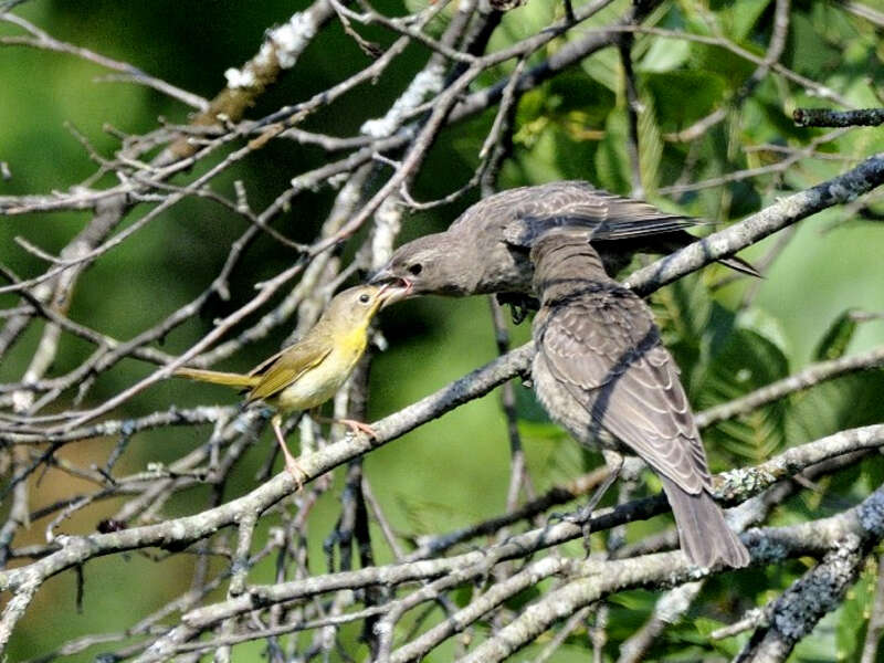 Photo of the Week - 7/16/12
Adult female Common Yellowthroat feeding a recently fledged Brown-headed Cowbird at the Wentworth Farm Conservation Area in Amherst, MA.
Credit: Bill Thompson/USFWS