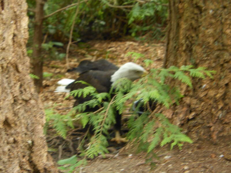 Pierce County, WA, USA