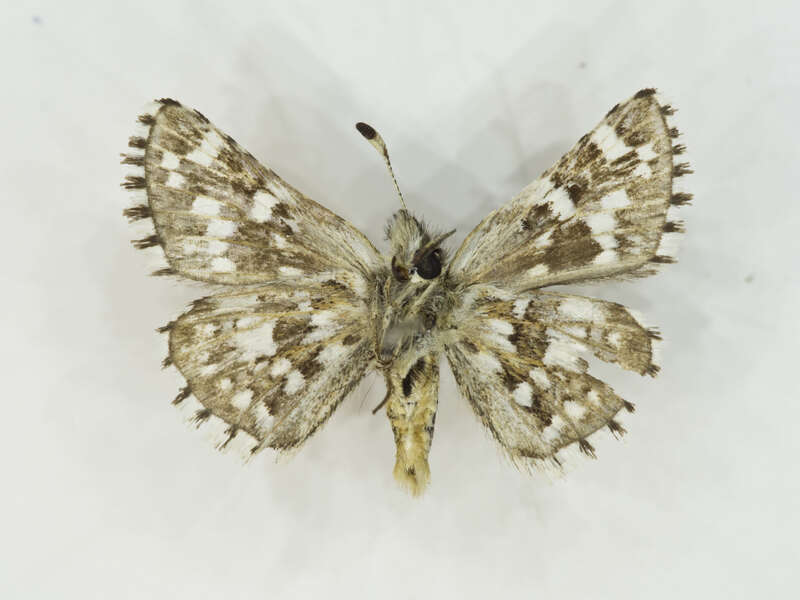 Mountain Checkered-Skipper (Pyrgus xanthus)