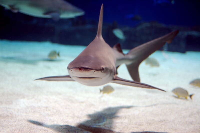 Sandbar shark (Carcharhinus plumbeus) at the Newport Aquarium, Kentucky, USA