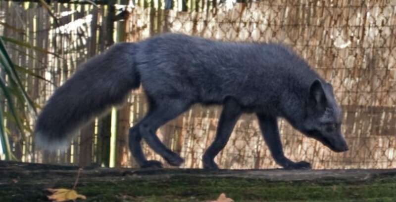 Silver fox at Audubon zoo