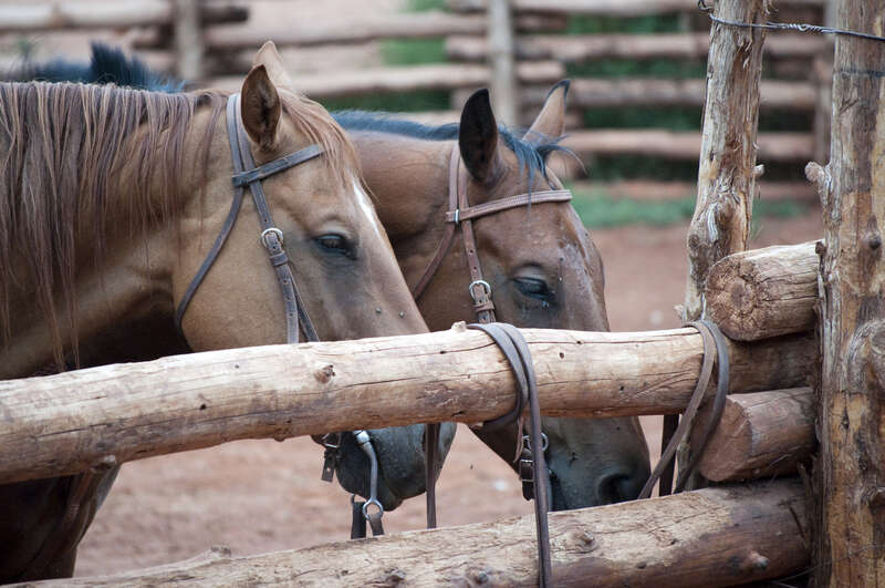 utah, north america, road trip, 2009-08 -- United States Road Trip, filtered, edited, chordata, mammalia, animalia, the west, southwest, moab, red cliffs lodge, horses, perissodactyla, horse, equus, equidae