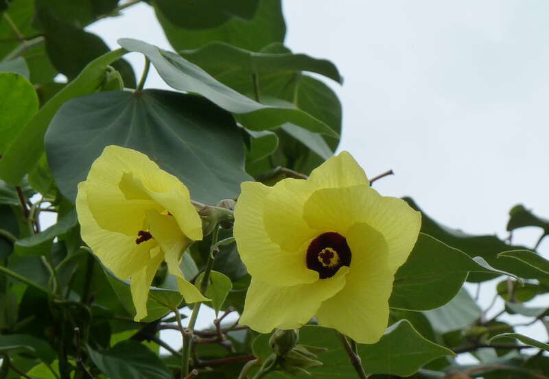 Hau, Hibiscus tiliaceus, on the road to Ho'omaluhia Botanical Garden in Kaneohe, Oahu