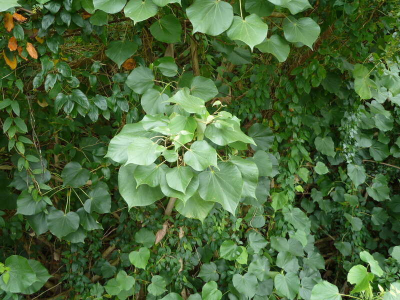 Hau, Hibiscus tiliaceus, on the road to Ho'omaluhia Botanical Garden in Kaneohe, Oahu