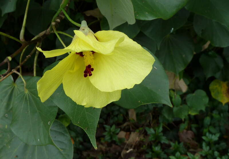 Hau, Hibiscus tiliaceus, on the road to Ho'omaluhia Botanical Garden in Kaneohe, Oahu