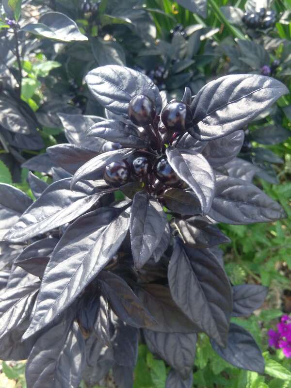 The image is of black pearl pepper plant showing ripening peppers and the characteristic semi-gloss leaves