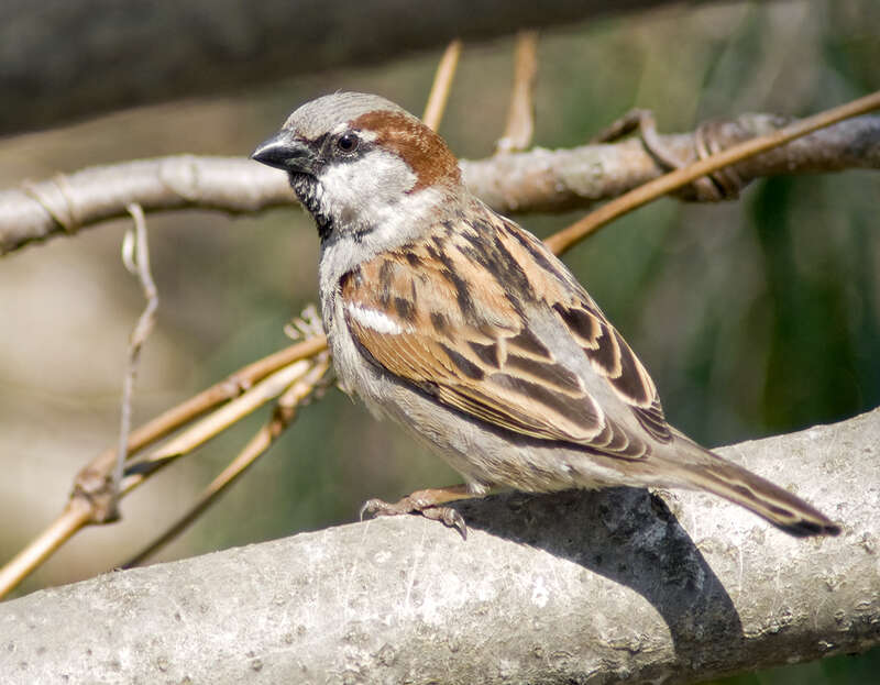A male House Sparrow (Passer domesticus) in New Castle, Delaware.