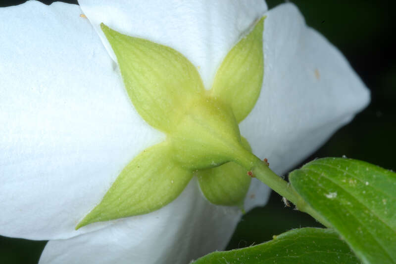 Philadelphus inodorus
