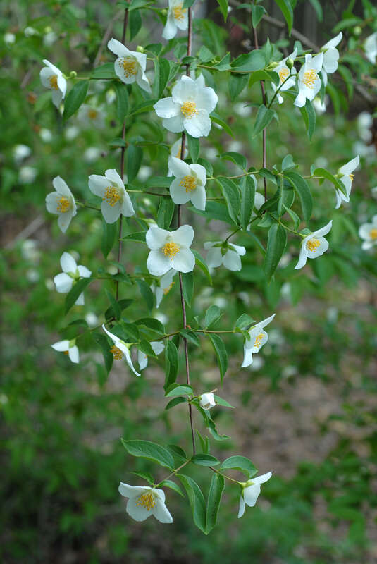 Philadelphus inodorus