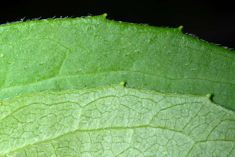 Philadelphus inodorus