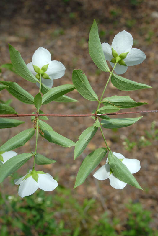 Philadelphus inodorus