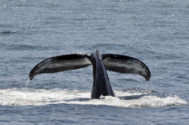 Photo of the Week - 4/23/12

Humpback Whale photographed during a wale-watching tour out of Provincetown, MA.


Credit: Bill Thompson/USFWS