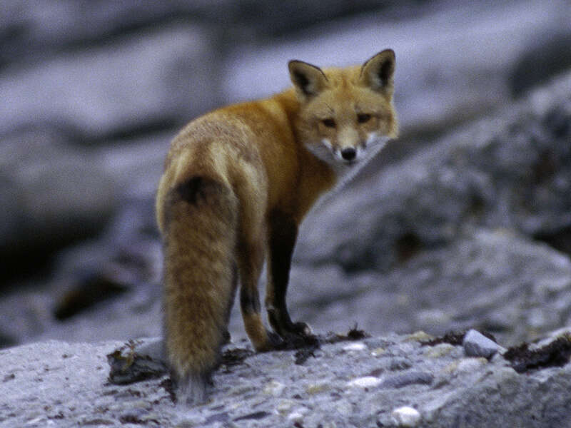 Photo of the Week - 1/26/10

Red fox at Sachuest Point National Wildlife Refuge in Rhode Island.


Credit: J. and K. Hollingsworth/USFWS