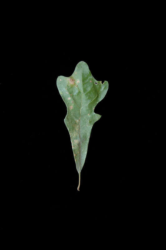 Quercus similis