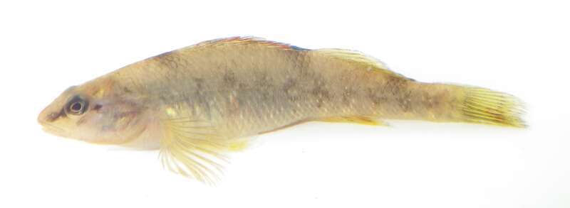 Female Etheostoma caeruleum collected in Marine on St. Croix, MN at the outlet of Mill Creek