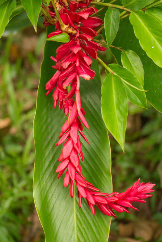 Missed the name of this plant but it's very nice.