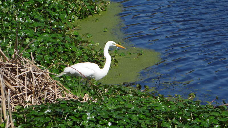 Avery Isaland et Tabasco; Louisiana