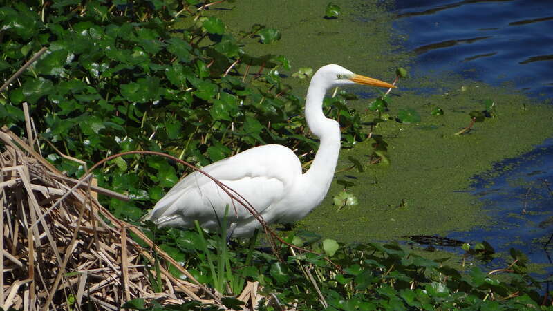 Avery Isaland et Tabasco; Louisiana