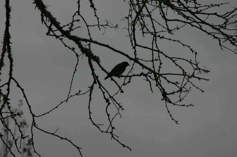 Eastern Bluebird perched on some leafless branches at twilight. (It looks even better if just the central part of the image is cropped out, removing the crowded branches on the left and upper-right corner)