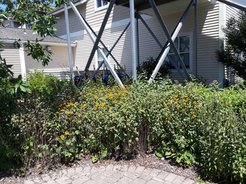 Blackwater NWR visitors center and grounds.