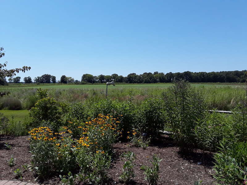 Blackwater NWR visitors center and grounds.