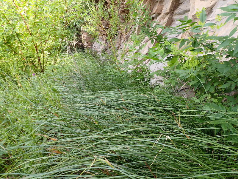Woolly sedge forming a dense leafy colony along the River's Edge Trail in Great Falls, Montana.