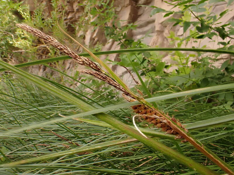 Woolly sedge forming a dense leafy colony along the River's Edge Trail in Great Falls, Montana.