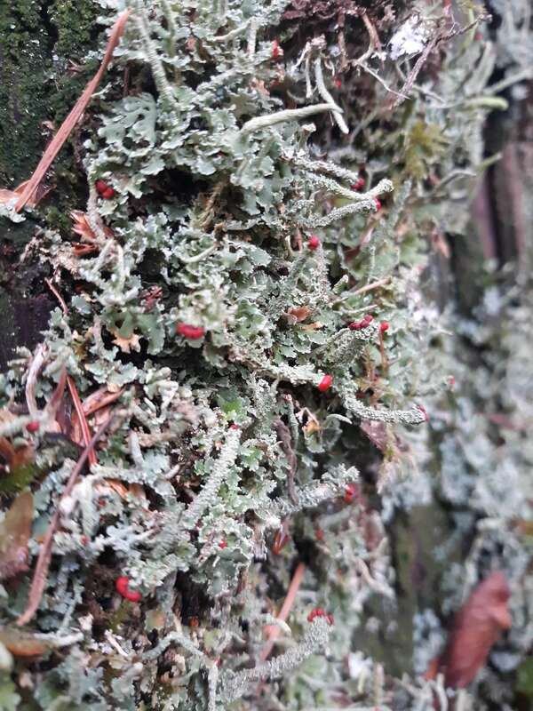 Lipstick Powderhorn (Cladonia macilenta)