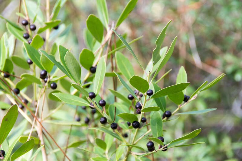 Grayton Beach State Park