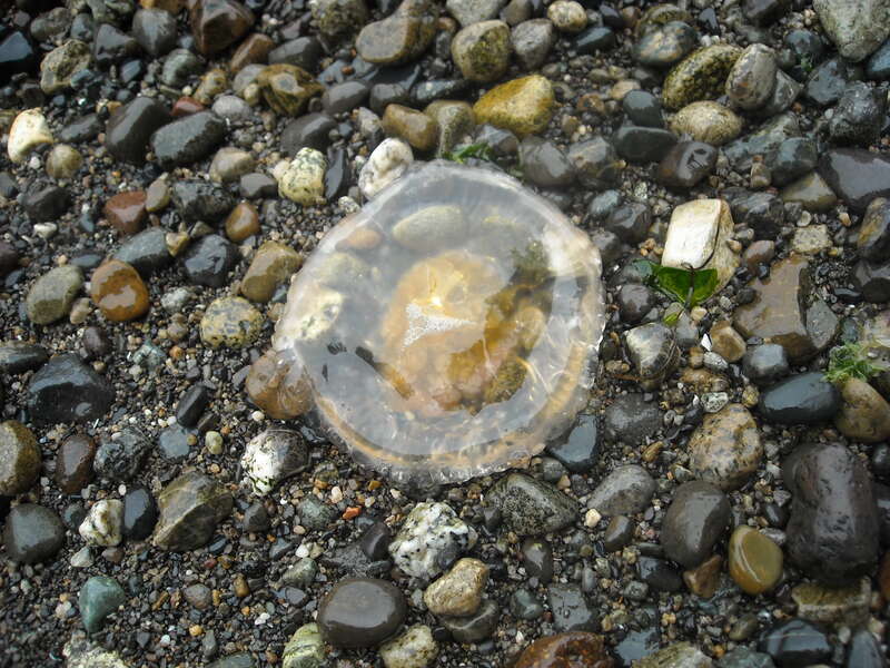 Life at Owen's beach