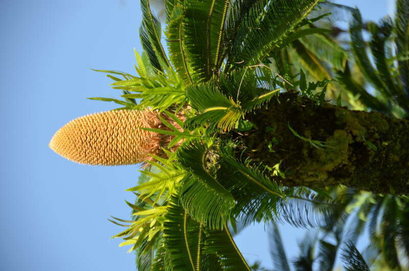 Liliʻuokalani Park and Gardens (a0005147)
