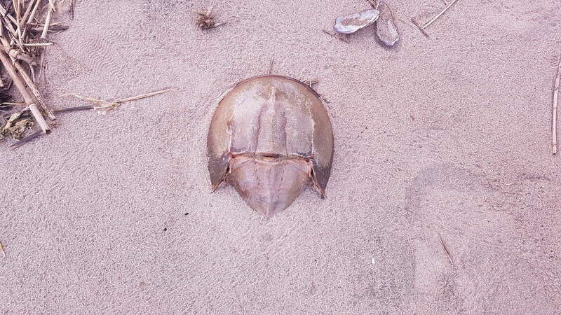 Atlantic Horseshoe Crab (Limulus polyphemus)