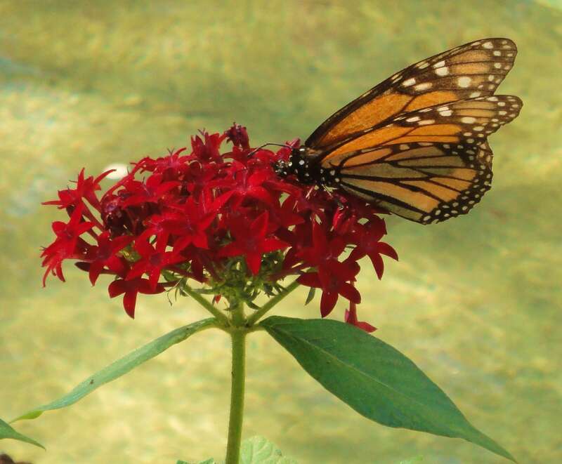 Monarch butterfly on a flower; Seaside, Florida