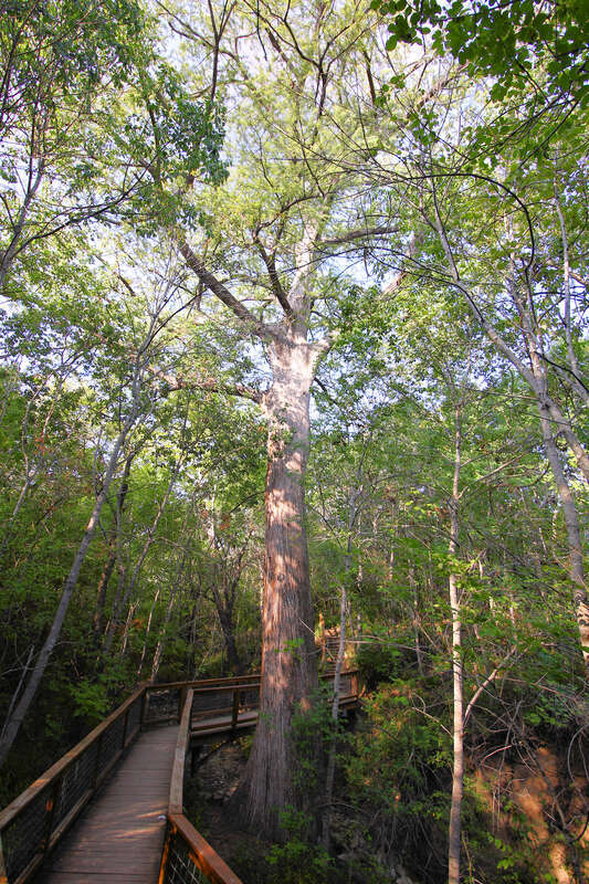 Old Baldy, a 100-foot tall 500-year old bald cypress (Taxodium distichum) tree, in McKinney Falls State Park, Austin, Texas, United States.