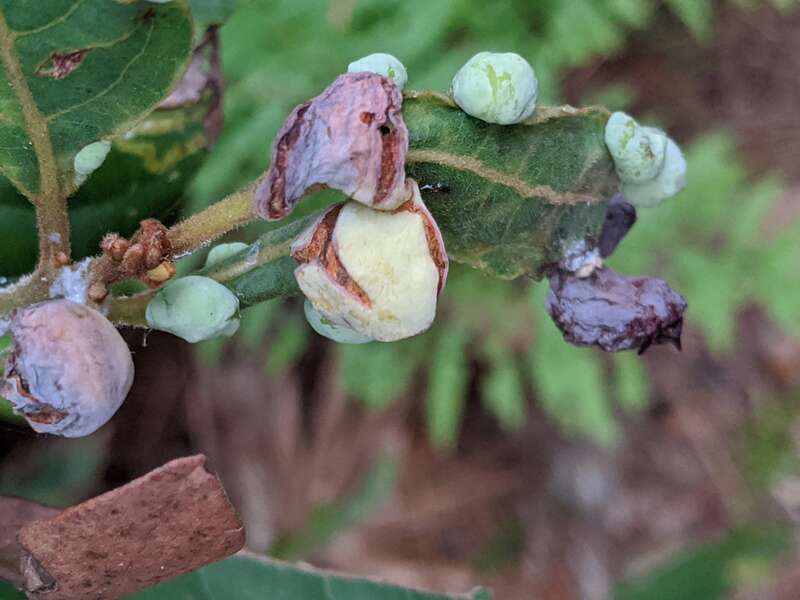Swamp Bay (Persea palustris)