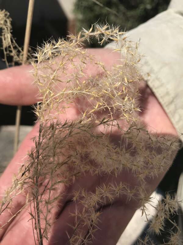 SEC IPMT
SECEPMT at OCMU removing seed head from invasive grass planted at visitors center
Keywords: OCMU