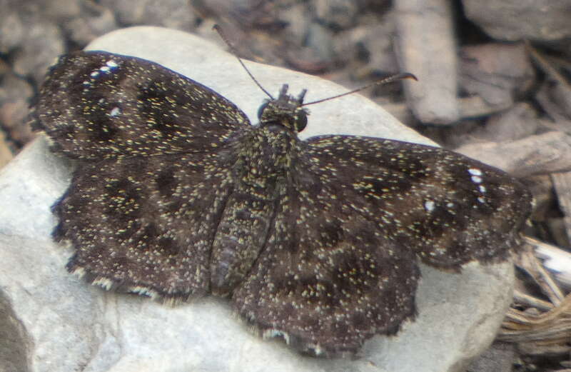 Hayhurst's Scallopwing (Staphylus hayhurstii)