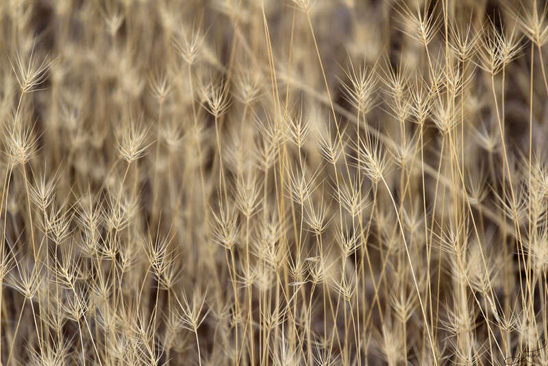 Just tiny weeds, but they looked like stars when I walked by.