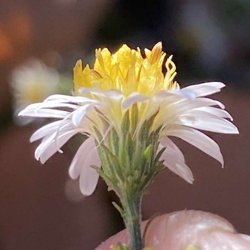Small-head Aster (Symphyotrichum parviceps)