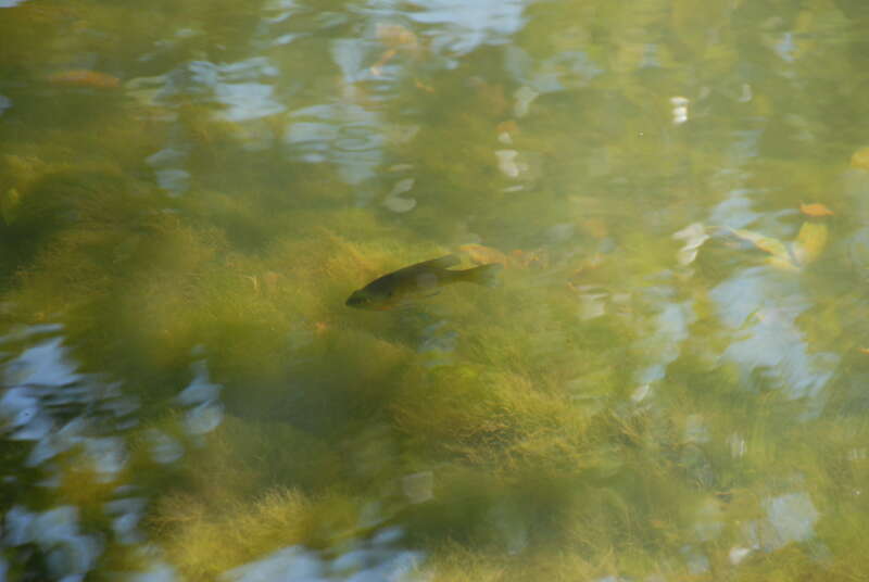Trout fish in the Delaware and Raritan Canal