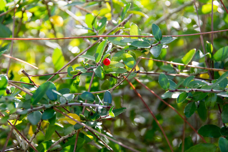 Grayton Beach State Park