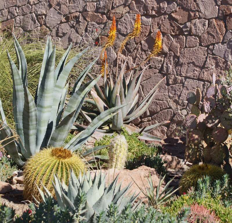 2014, Desert Landscaping